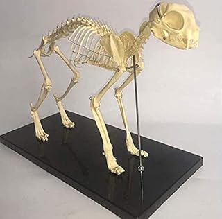 Anatomy Model Skeleton Model Cat 1: Anatomical Model Pet Cat Bone Animal Skeletal Sample Anatomy Beast Medicine Education Demonstration Tool Animal Skeleton