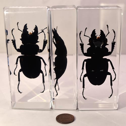 Image of 4.3 inch Real Stag Beetle (Female) in Crystal Clear Lucite Resin Specimen Preserved Insect Bugs Taxidermy Paperweight Crafts Collection for Biology Science Education & Desk Ornament Display Supplies