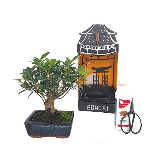 PACK INICIACIÓN BONSAI NATURAL DE INTERIOR DE FICUS RETUSA 5 AÑOS INCLUYE TIJERAS 120MM Y ABONO ECO