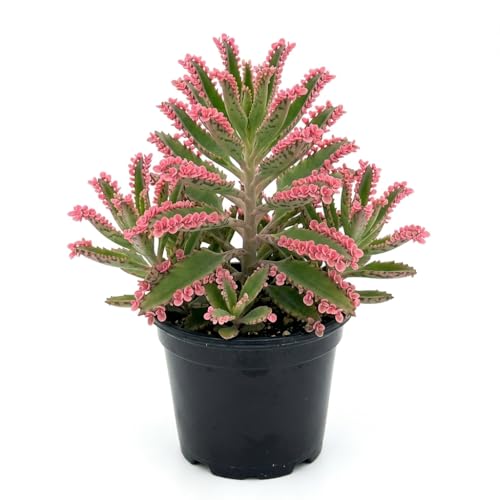 Live Mother of Thousands Plant Kalanchoe Pink Butterfly Well Rooted Pink Succulent Plant 2 Pot