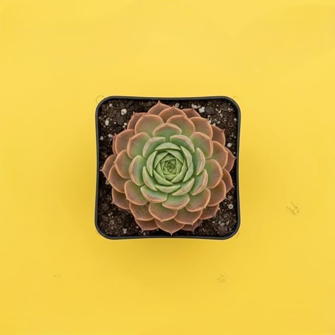 Image of Laxmi Kamal Live Succulent Plant Combo by BloomBrightly - Beautiful Rosette Shape Natural Indoor Plants, Ideal for Home Decor, Office Desks, and Gifting (Pack of 2)