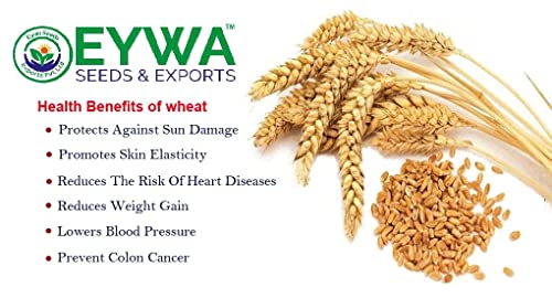 Image of Eywa Seeds & Exports Pvt Ltd Organic Sharbati Wheat Flour (15 Kg) For Eating And Cooking | Sharbati Atta Gehu | Produce Of India From Organic Farms