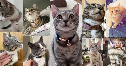 Personalisiertes Katzenhalsband mit Namensschild, verstellbares Samt Katzenhalsband mit Glocke, Haustier Halsband mit Name Telefonnummer Gravierte ID Tags (Cream)
