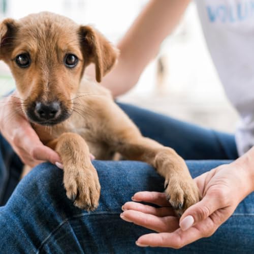 Projetos em Destaque: prote&ccedil;&atilde;o animal, combate ao stalking, encargos patronais e pequenas propriedades