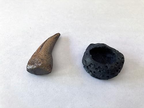 Image of Tyrannosaurus Rex Hand Claw Replica - Mounted on Black Base - Late Cretaceous Dinosaur Fossil Model