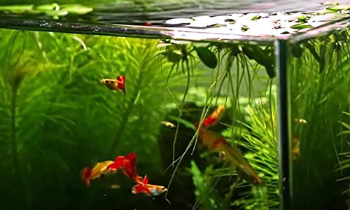 A.d.p. Uth Fish Food Fresh Water Moina Macrocopa 75 G. Tropical Fish Food Grow Faster & Color Enhancer Slow Sinking Like Pellets High Protein 74% For All Baby Fry Newborn Fish Feed & Small Fish Care #TOP6