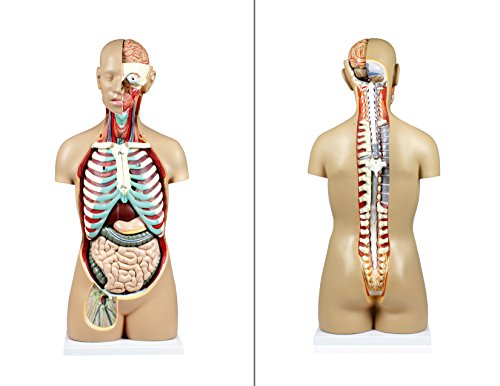 Image of Parco Scientific 17 Removable Parts Sexless Human Torso | Open Back Exposes Muscular Layers, With Instruction Manual and Zip Dust Cover, Human Torso model