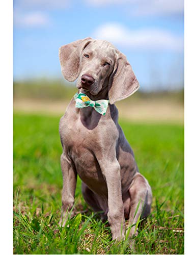 ARING PET Bowtie Dog Collar Adjustable Collars with Bow Tie for Dogs Small Medium Large — view 4