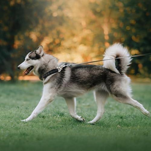 Ruckdämpfer 2.5 * 37cm für Hunde, Nylon Leine Mit Stoßdämpfung für Fahrradfahren Mit Mittelgroßen Hunden, Hochwertige Hundekurzleine