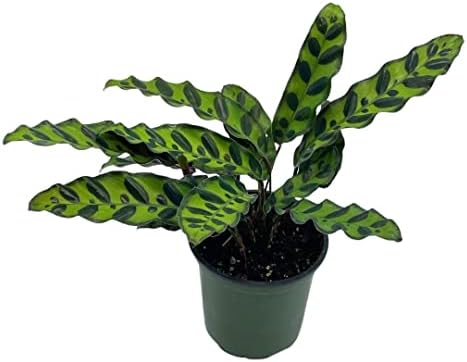 Calathea Lancifolia, Rattlesnake, Prayer Plant, Rattle Snake, 4 i...