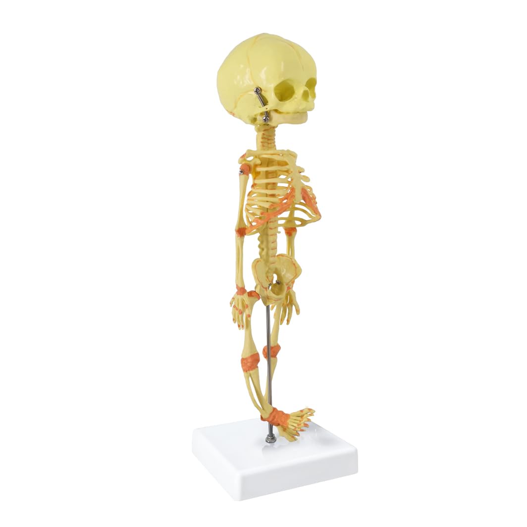 Amazon.com: EVOTECH SCIENTIFIC Human Fetus Skeleton, Single Head