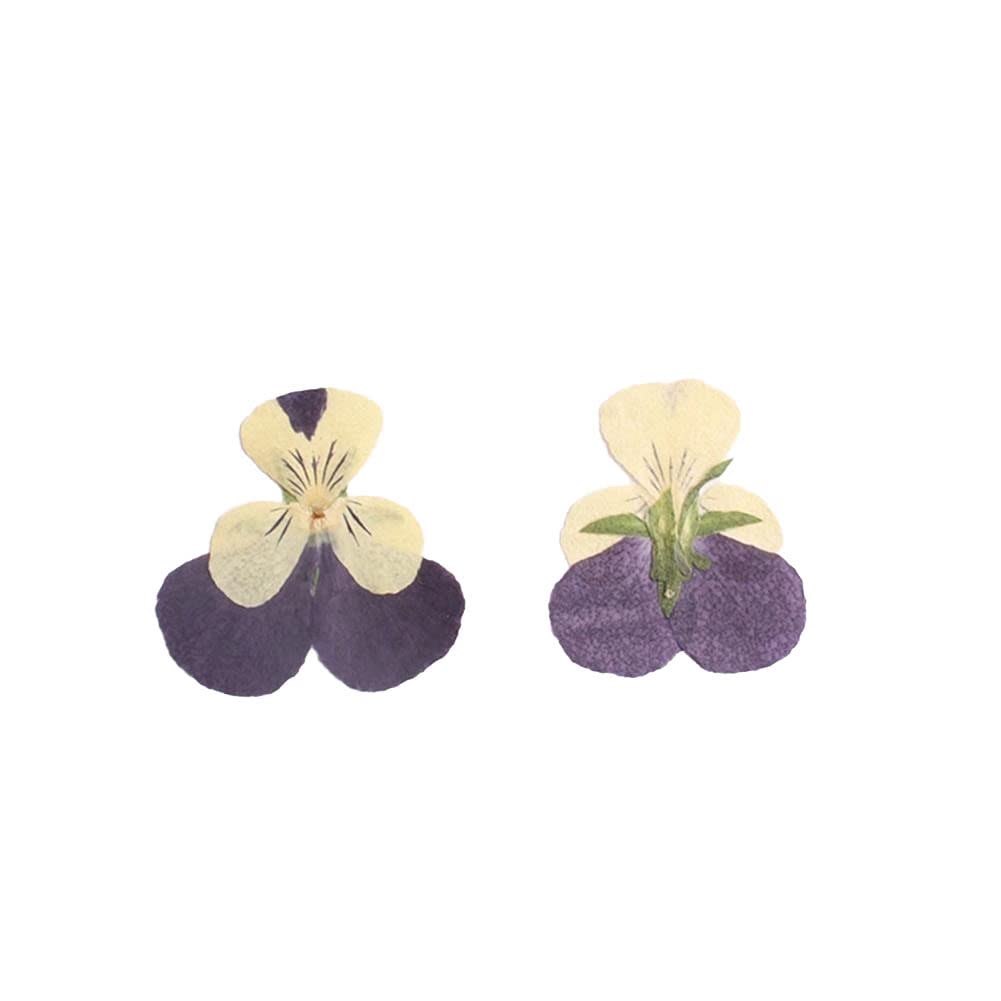 LEEYOX Fleur Bricolage à la Main Fleur séchée Coque de téléphone Colle résine Cadre Photo signets matériel décor à la Maison 12 pièces/Sac LEEYOX Fleur Bricolage à la Main Fleur séchée Coque de téléphone Colle résine Cadre Photo signets matériel décor à la Maison 12 pièces/Sac