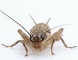 Eurocrickets
