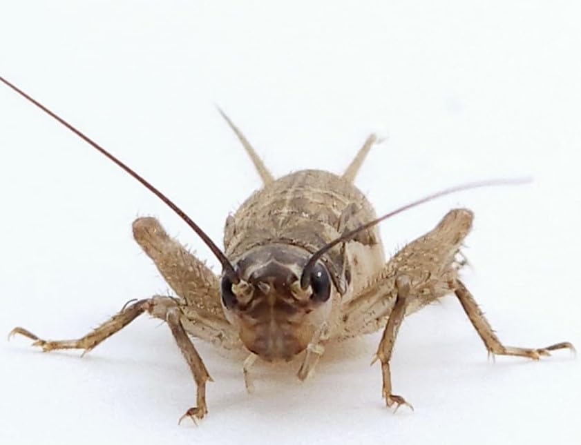 Eurocrickets | Lebende Heimchen (Acheta domesticus) Größe Nr. 3 (8–10 mm) Mittel-klein | Mini Pack – 120 STK. | Futterinsekten für Reptilien und Amphibien
