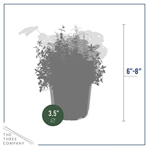 Live Aromatic and Edible Herb Assortment (Rosemary, Lavender, Eucalyptus, Mint, Lemon Balm, Other Assorted Herbs), 6 Plants Per Pack - Image 4