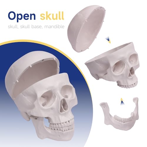 Image of Human Skull Model, Life-Size 3-Part Anatomical Model, Removable Skull Cap and Articulated Lower jaw, Realistic Anatomical Skull Model for Research