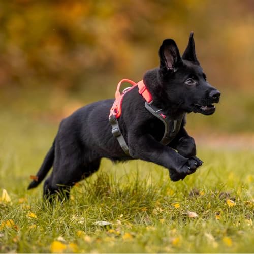 Non-stop dogwear Ramble Harness, Orange, Guide and Everyday Harness, Size: L
