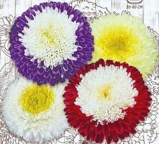Miniatura 2 de Semillas Aster Suprime Mix Flores Anuales
