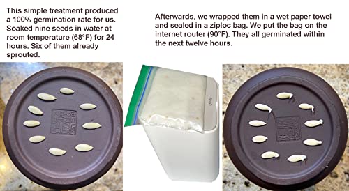 11ct 中国黄瓜 Cucumber Seeds for Planting Vegetables and Fruits - China Long + 100ct 香菜 Cilantro Seeds for Planting-Slow Bolt.