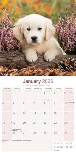 Golden Retriever Puppies Calendar 2026 Square Dog Puppy Breed Wall Calendar - 16 Month