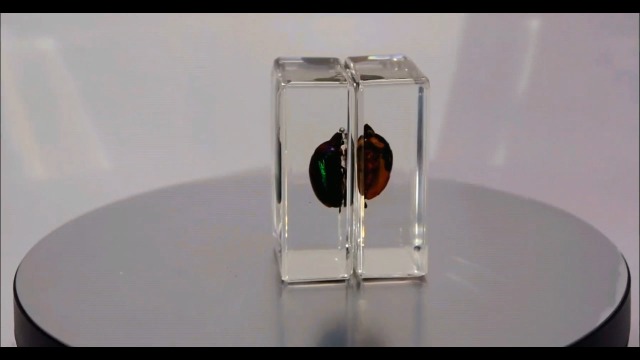 Image of Pair 44mm Real Christmas Beetles in Crystal Clear Lucite Resin Specimen Orange Green Preserved Various Animal Insect Bug Taxidermy Collection for Biology Science Education & Desk Ornament Display