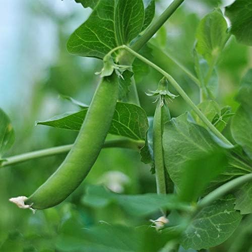 Amazon Co Jp 0個 袋エンドウ豆オーガニックスーパースウィートグリーンアロー豆屋外家宝エンドウ鉢植え野菜の庭の植物 50 Diy 工具 ガーデン