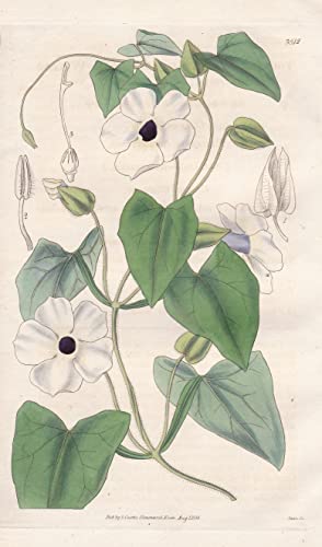 Thunbergia Alata; (albiflora). Winged Thunbergia; White-flowered var. Tab. 3512 - Pflanze Planzen plant plants / flower flowers Blume Blumen / botanical Botanik botany / aus 