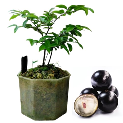 Black Jaboticaba Tree Live Jabuticaba Plant in 4' Pot, Starter Brazilian Grape Tree for Planting, Rare Tropical Fruit Trees Outdoor Planting