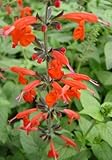 Scarlet Sage, Salvia, Hummingbird Garden, 1 Live Plant in...