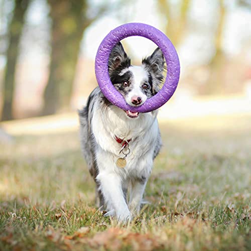 MMSGA Hunde-Fitness-Ring Hundebiss-Ring Hunde-Trainingsring, Haustier Hund Outdoor-Spiel Agility Trainingsgeräte, Tauziehen Interaktiver Trainingsring für Kleine mittelgroße Große Hunde (Lila, 30CM)