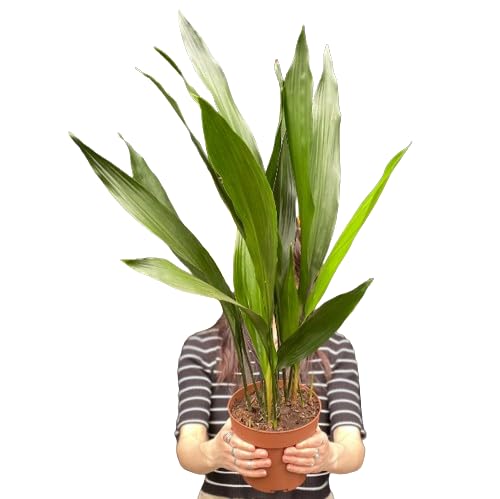 Aspidistra Elatior Natural Planta de Exterior de Fácil Cuidado