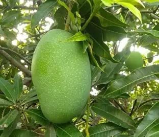 Cloud Farm Imam Pasand/Himayat/Hima Pasand Mango Grafted Hybrid Live Plant - Healthy Outdoor Plant CF_170 (B0BDXQ3SPT) Amazon Price History, Amazon Price Tracker