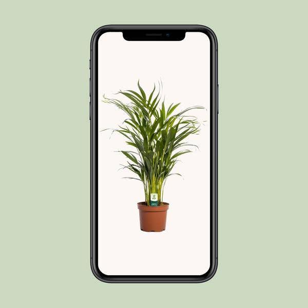 Dypsis Lutescens - Ø 17 cm - 65 cm
