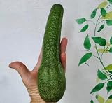 Long Neck Avocado Seedling (Persea Americana) Live Fruit Tree (10β-24β)