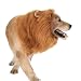 GWAWG Lion Mane Wig for Dog and Cat Costume, Adjustable Pet Costume with Ears for Dog (Brown)