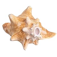 Algopix Similar Product 3 - Conch Shell Horn 1 Conch Shell Horn