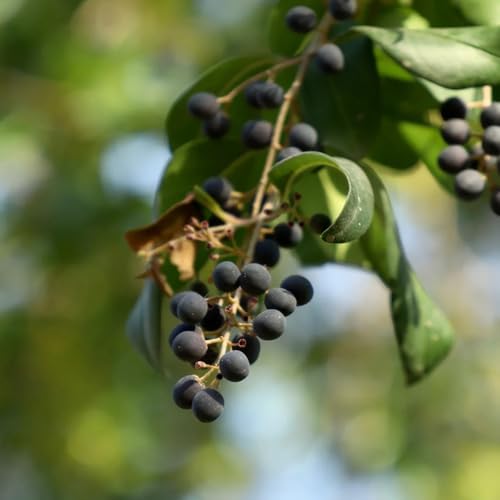 semillas de aligustre - jardín de rocas resistentes exterior 50pcs