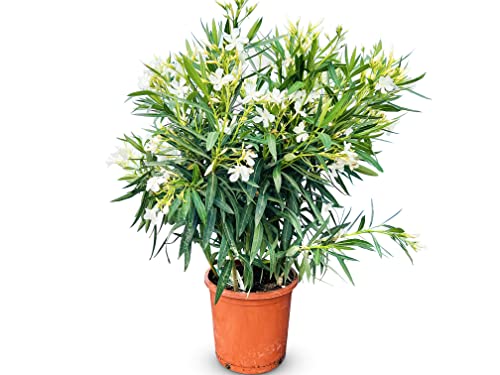 Oleander - Bianco - NERIUM OLEANDER 80-100 CM - A+