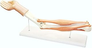 Articulation of The Elbow Model - Medical Anatomical Muscular Articulation of The Elbow Model - Arms Movement Human Model Anatomical Modeluseful SaiFei