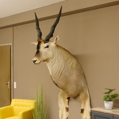 GTK - Geweihe & Trophäen KRUMHOLZ Riesengroßer Eland BULLE Kopfpräparat mit Füße