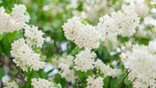 Water Jasmine Tree Seeds for Planting (5 Seeds) - Wrightia religiosa