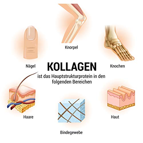 Collageen poeder 500 g, collageen hydrolysaat peptide, eiwitpoeder, smaakneutraal I Wehle Sports, Made in Germany… - Image 6
