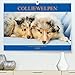 Produktbild Colliewelpen - kleine Collies erobern die Welt (Premium, hochwertiger DIN A2 Wandkalender 2023, Kunstdruck in Hochglanz)