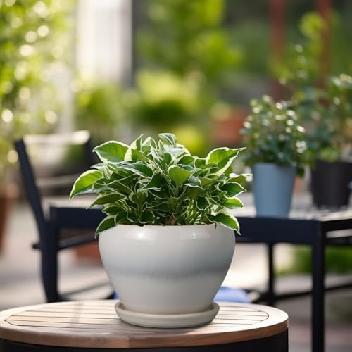 Ceramicfor Planter Pot 6 Inch - Ceramic Plant Pot with Drainage Hole and Saucer, Round Glaze Succulent Pot for Plants, White - 3