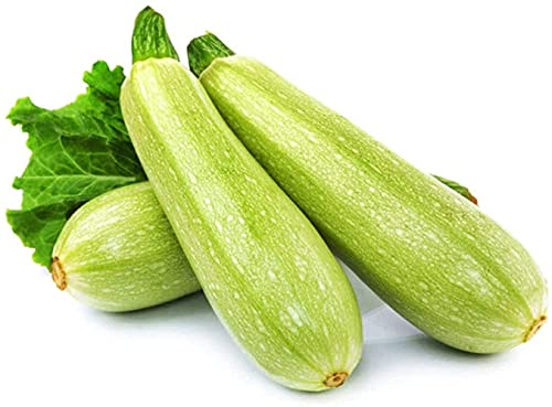 50 Stks Courgette Zaden Lichte Huid Outdoor Farm Planten Heirloom Squashi Zaad Gemakkelijk Te Zorgen Groenten Tuinieren… - Afbeelding 3