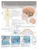 Neurons & Neurotransmitters Wall Chart: 8271
