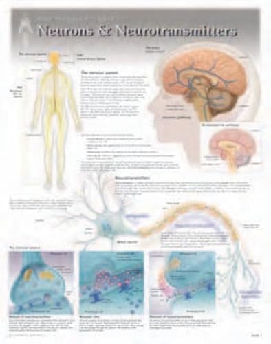 Neurons & Neurotransmitters Wall Chart: 8271