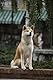 Hachiko - Eine wunderbare Freundschaft