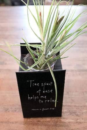 Amazon エアープランツ チランジア シーディアナ クランプ子株付きブリキセット 観葉植物 オンライン通販 Amazon エアープランツ チランジア シーディアナ クランプ子株付きブリキセット 観葉植物 オンライン通販