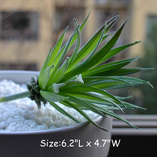 5 Pcs Artificial Succulent Plants Unpotted In Flocked Fake Realistic Succulents For Home Gardern Diy Decoration #TOP3
